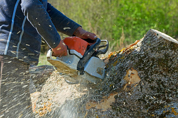 Best Tree Removal  in Detroit Lakes, MN